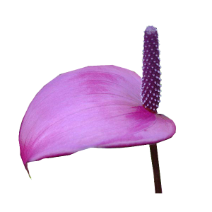 Anthurium "Purple"